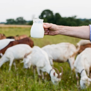 <strong>¿Por qué la leche de cabra es más digestiva? Explicación desde la ciencia</strong>